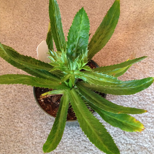 Mexican Coriander Make My Garden